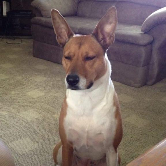 Dog sitting on a carpeted floor in a living room with a couch in the background